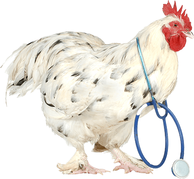 Our Emergency services availabilities at Winged Wellness Vet Clinic